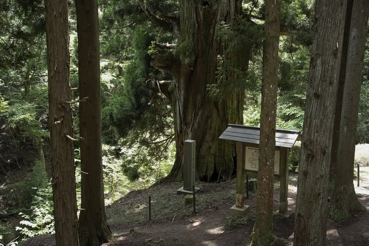 Yatate-no-Sugi Cedar Tree in Otsuki City, Yamanashi Prefecture