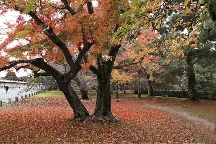 Kyoto_s scenery Autumn leaves (or Autumn colors) at Kyoto Gyoen National Garden