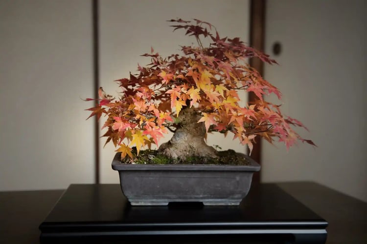 Bonsai with autumn leaves