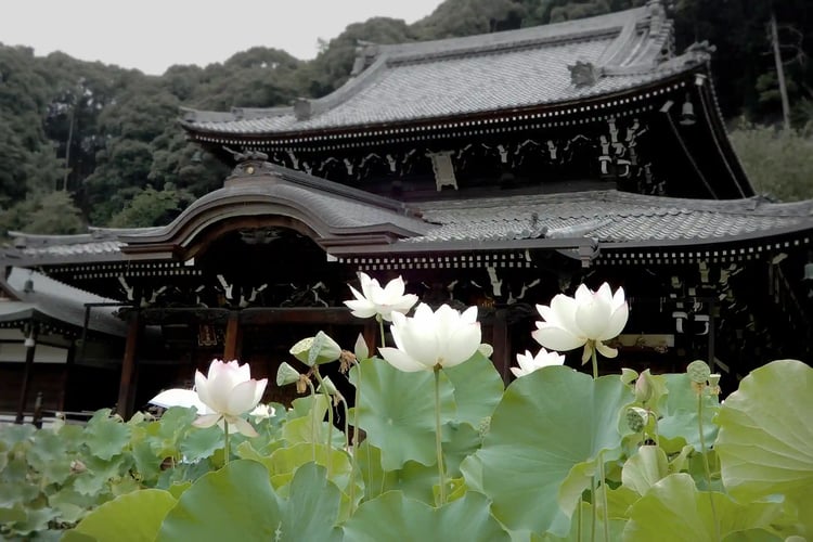 Lotus flowers at Mimuroto-ji Temple