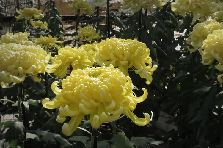Yellow chrysanthemums on display at the outdoor chrysanthemum exhibition