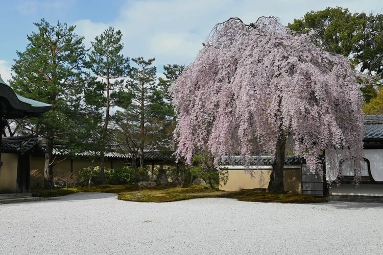 Full-bloomed weeping cherry trees at Kodai-ji Temple_s Hashin-tei Garden in Kyoto in spring
