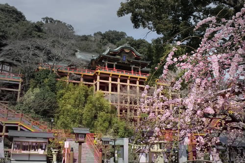 Yutoku Inari Shrine in Kashima City Saga Prefecture during plum blossom season
