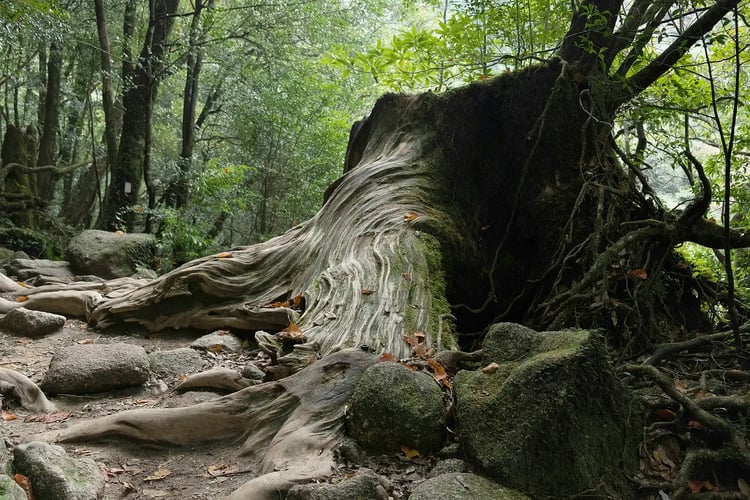 The deeply forested mossy woods of Yakushima