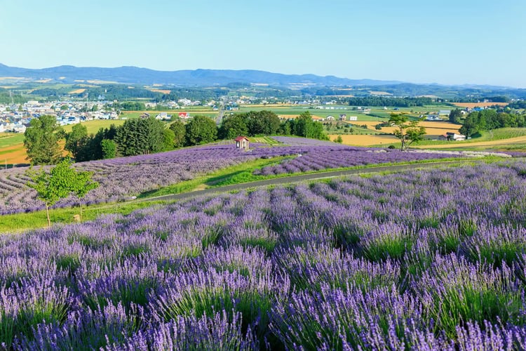 The lavender at Hinode Park