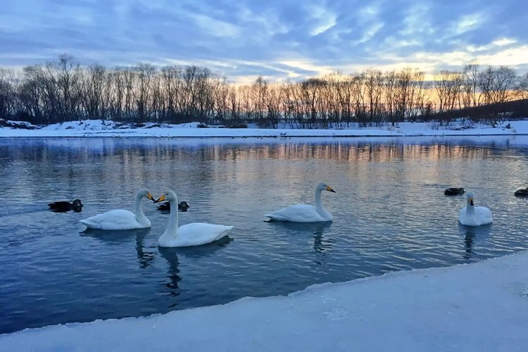 The swans of the Tokachi River
