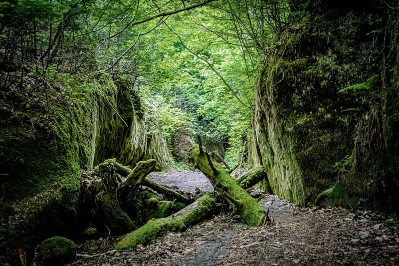 The Moss Corridor at Lake Shikotsu, Hokkaido