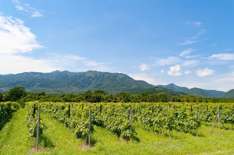 Vineyards for wine in Sorachi, Hokkaido