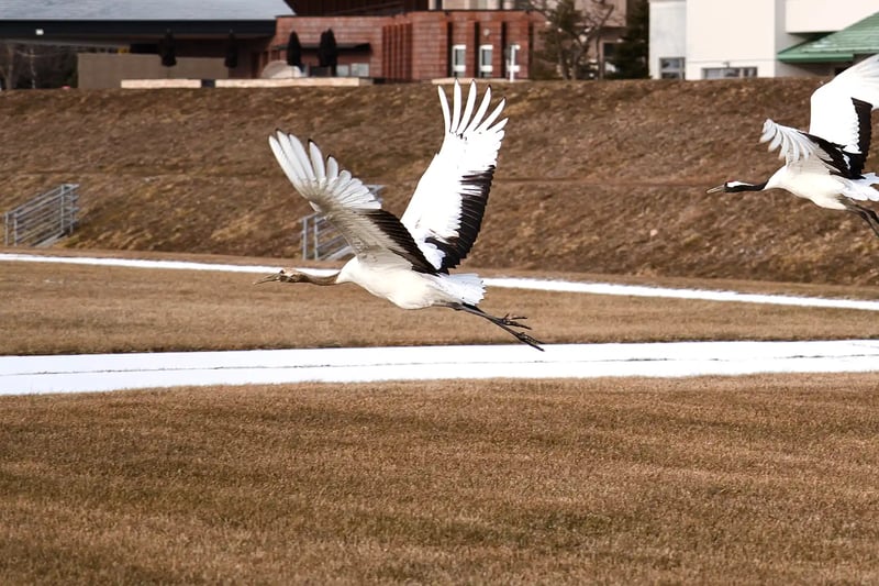 The Cranes_ Departure