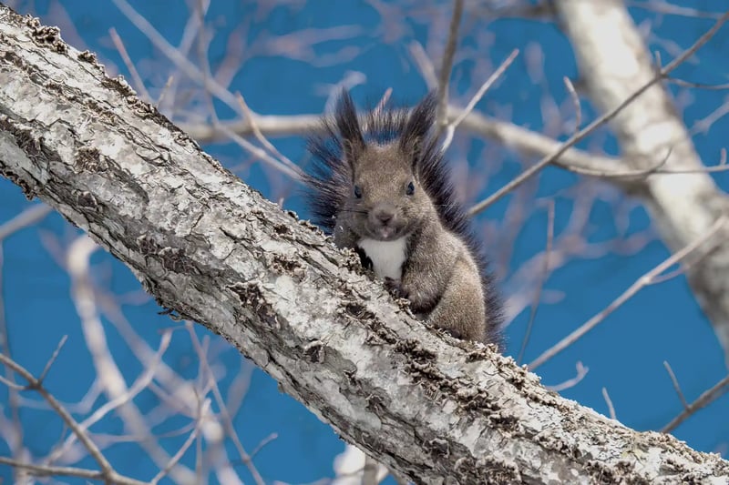Ezo Squirrels of Kushiro Marsh