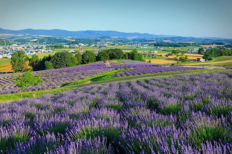 Lavender at Hinode Park
