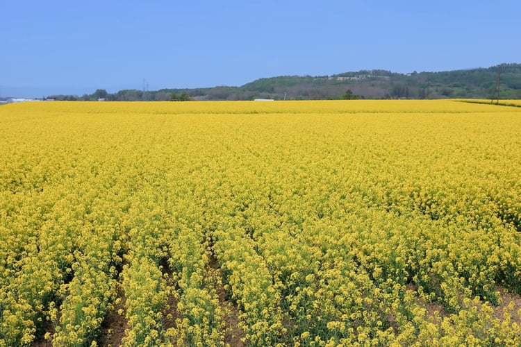 A slightly elevatedoverlooking view of the canola flowers in Ebeotsu, Takikawa City