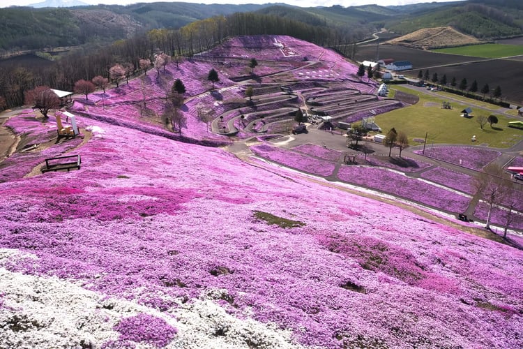 Higashimokoto Shibazakura Park
