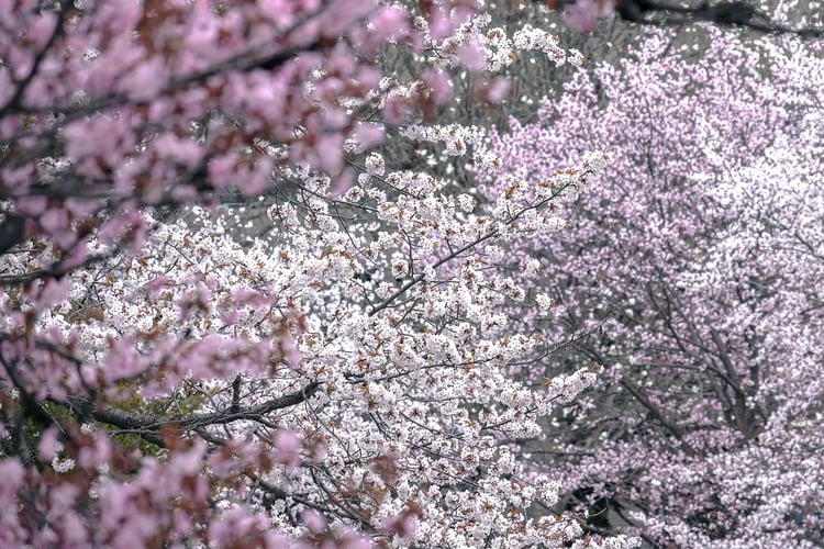 North Japanese hill cherry