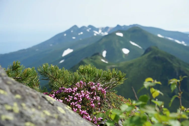 Alpine Plants Blooming on Mount Rausu, Hokkaido