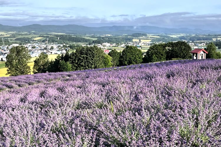 Hinode Park Lavender Garden
