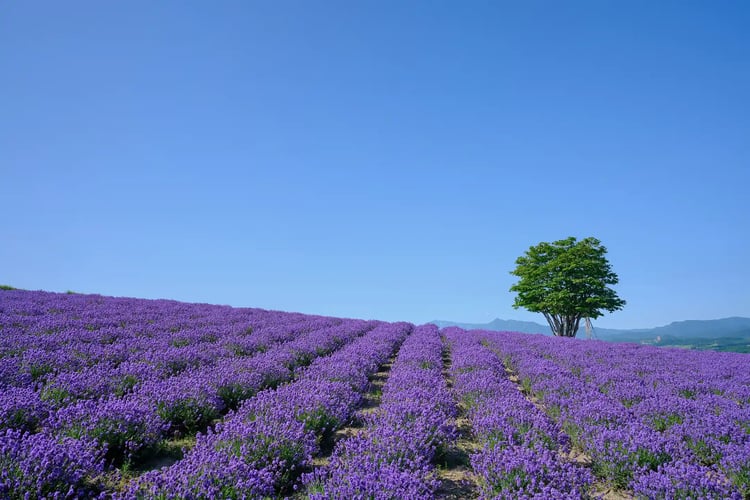 A field of lavender