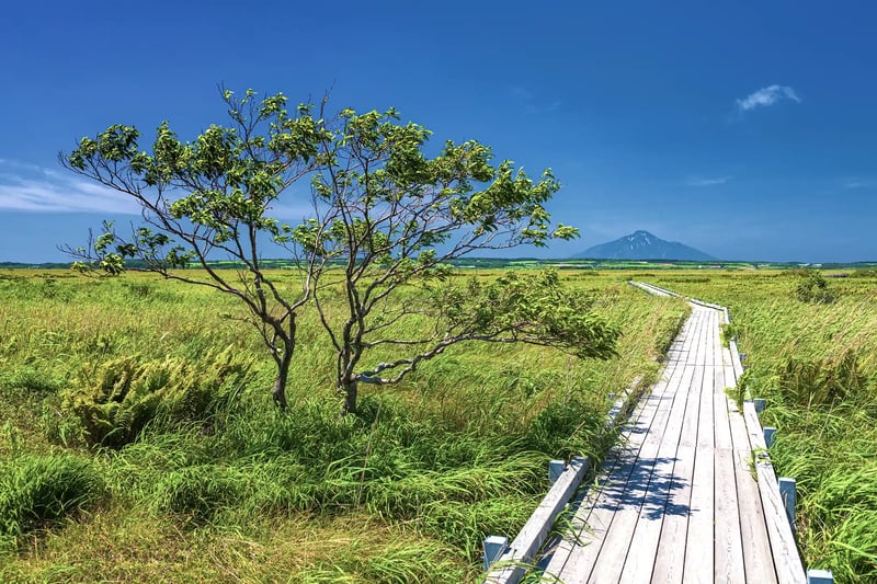The Summer Scenery of the Sarobetsu Native Flower Garden in Toyotomi Town, Hokkaido