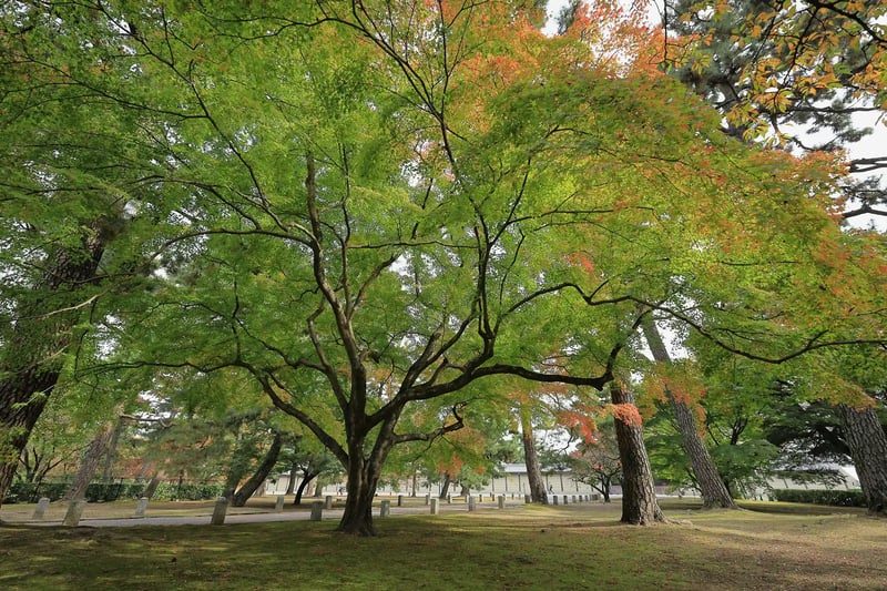 Kyoto Gyoen in Autumn