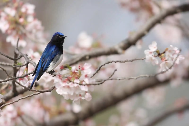 The Blue-and-White Flycatcher and cherry blossoms