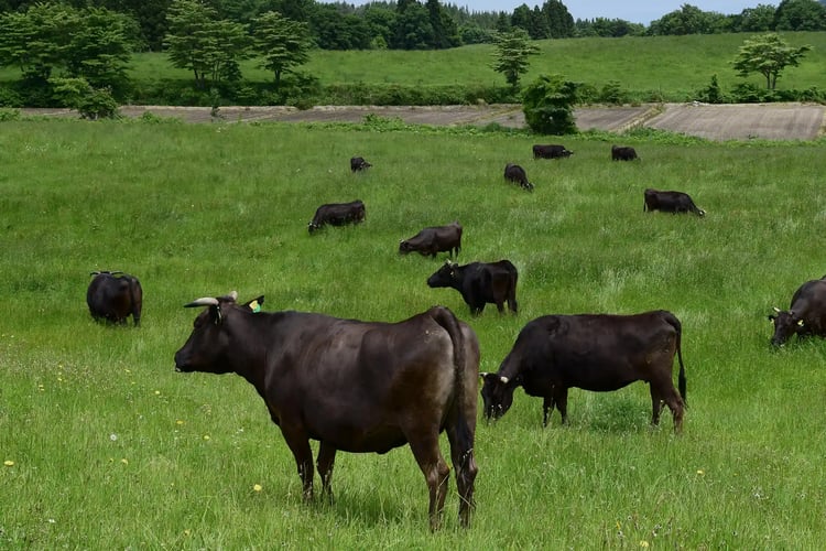 Highland Wagyu farms in Japan where cattle roam freely