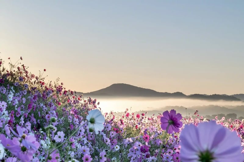 A landscape of mountains and a cosmos field enveloped in a sea of clouds