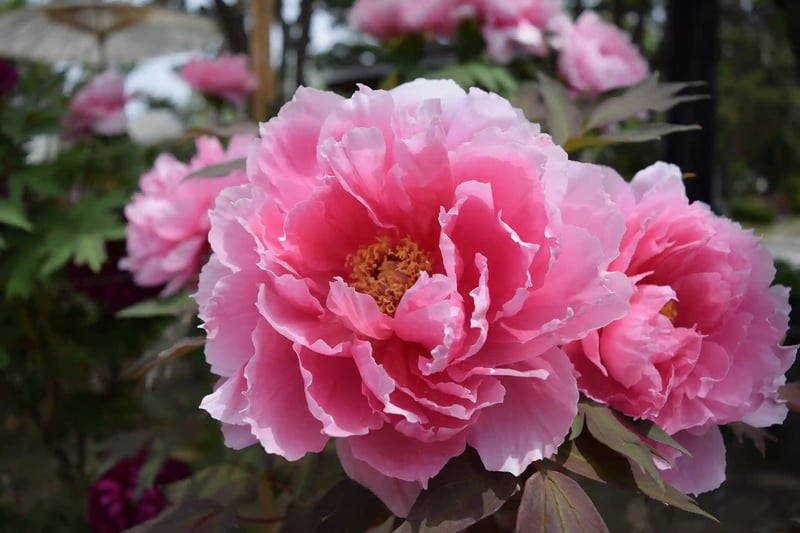 Peony