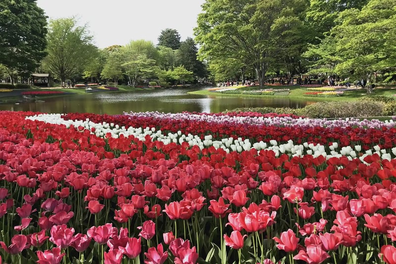 The Tulip Field at Showa Kinen Park