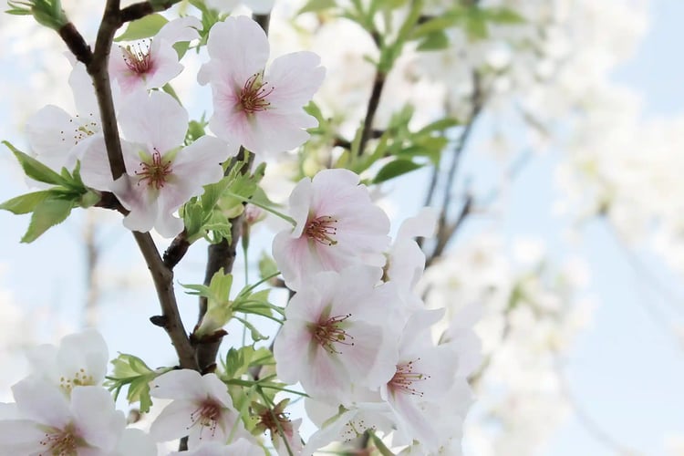 Cherry blossoms in full bloom under the warm spring sunshine