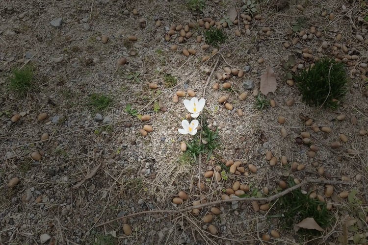 Acorn Forest. Acorns scattered on the ground