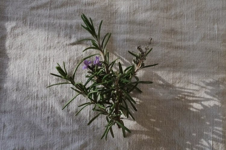 Rosemary