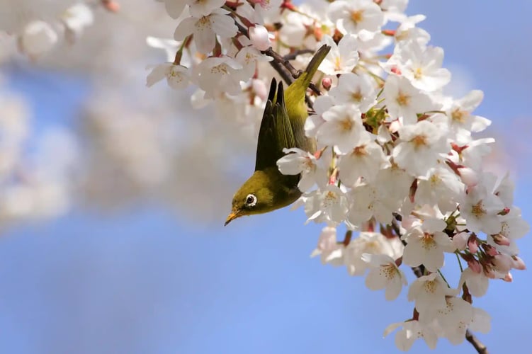 Cherry Blossoms and Japanese White-eye (or Mejiro)