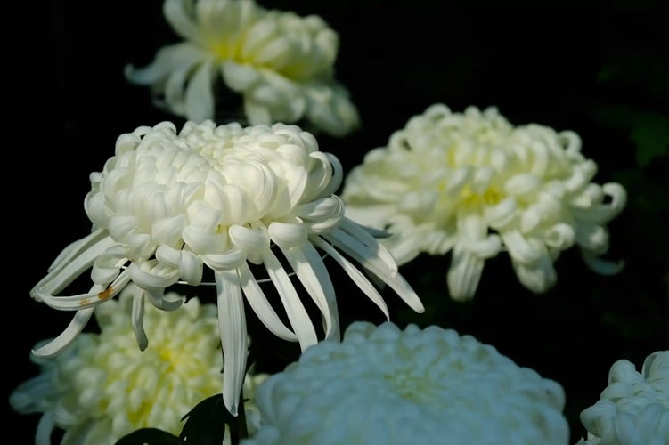 Chrysanthemum