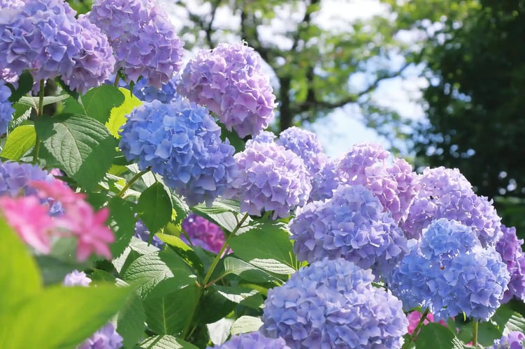 Hydrangea A SymbolFeature of the Rainy Season (Tsuyu)