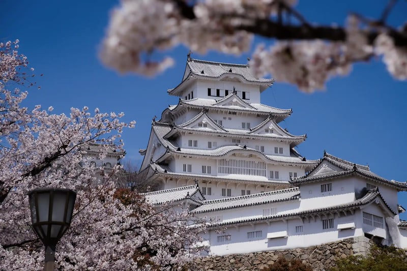 Himeji Castle with full-blooming cherry blossoms in the foreground blur (or bokeh)