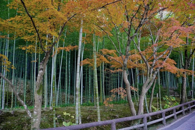 Late Autumn in Kyoto (Arashiyama)