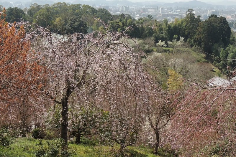 To look out from the top of the hill