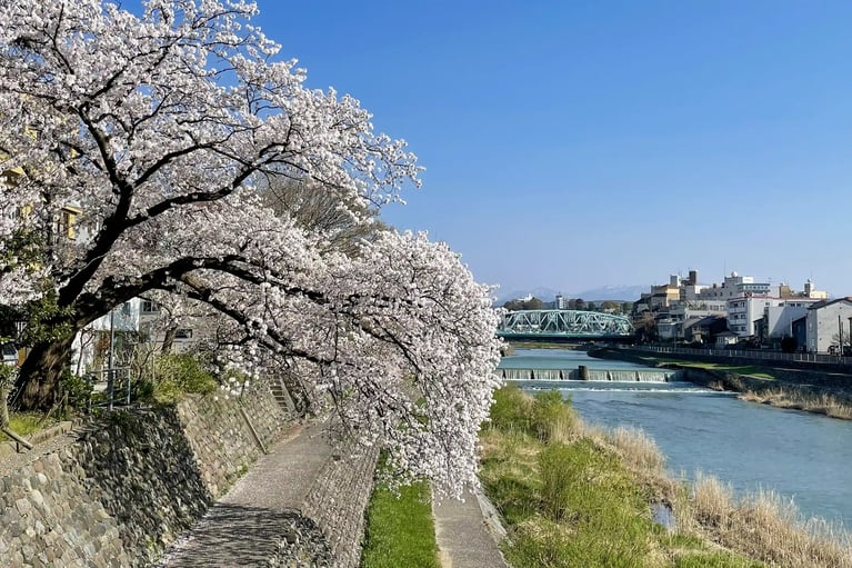 Cherry Blossoms along the Sai River