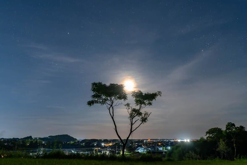The moon and trees illuminating the town