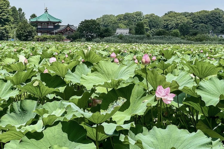 The lotus pond at Shinobazu Pond during the day