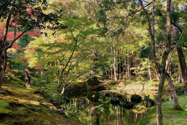 Autumn Foliage at the Moss Temple (Kokedera)