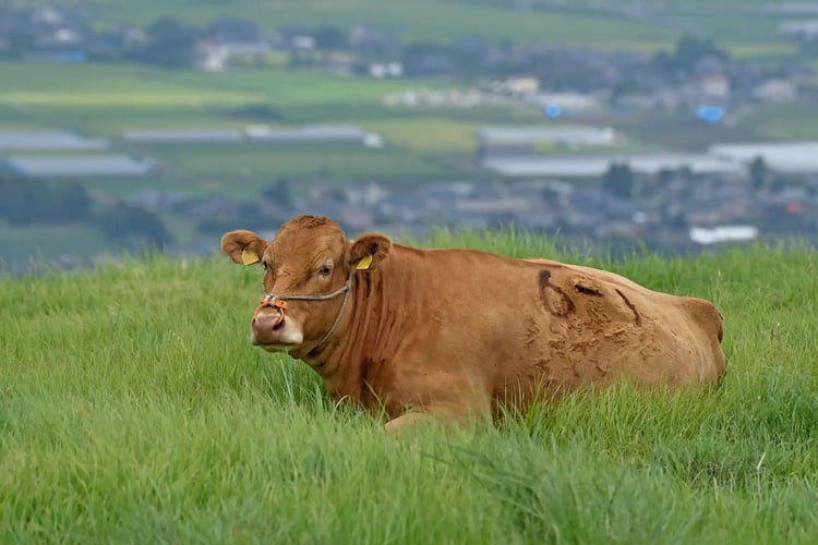 Japanese Brown Wagyu