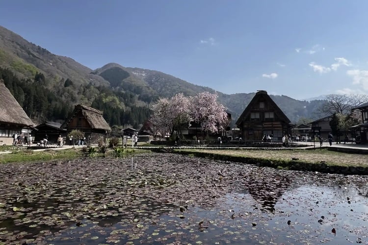 Ponds and Lotus Flowers in Shirakawa-go, Gifu Prefecture