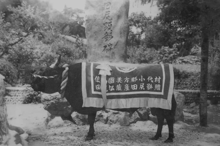 The Tajima beef cattle named Tajiri-go