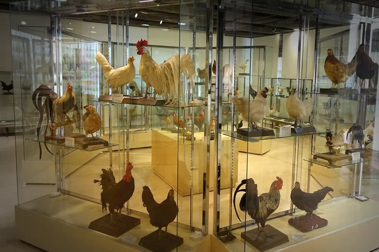 Chicken_collection_-_Food_and_Agriculture_Museum_-_Setagaya,_Tokyo,_Japan
