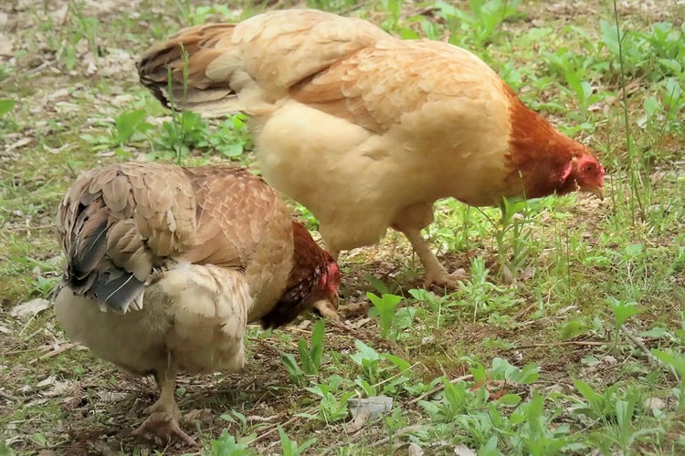Nagoya Cochin (a type of Jidori chicken)