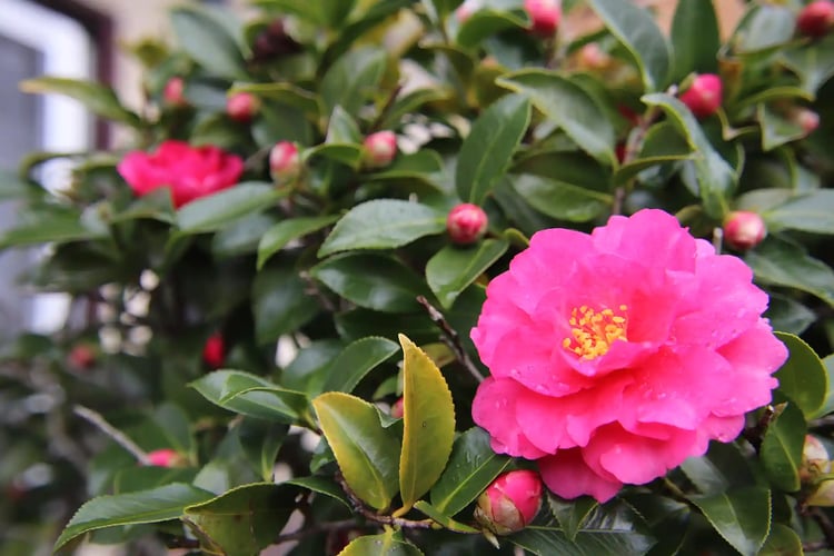 Red Sasanqua flowers