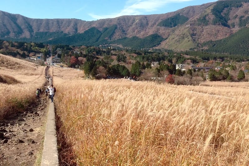 Sengokuhara Pampas Grass Fields in Autumn, Hakone
