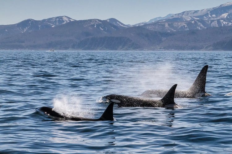 Wild orcas migrating through the waters of Shiretoko, Hokkaido