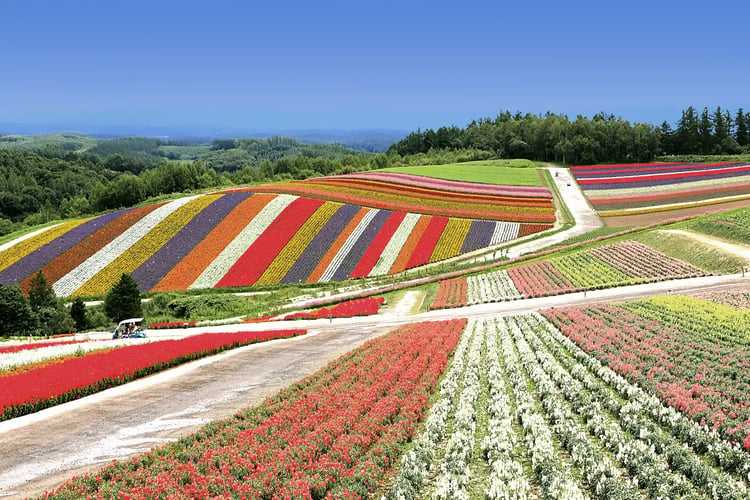 The picturesque rolling hills of Biei, Hokkaido